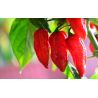 Paprika chilli