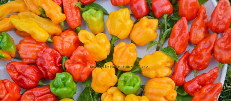 Papriky čínské (Capsicum chinense)