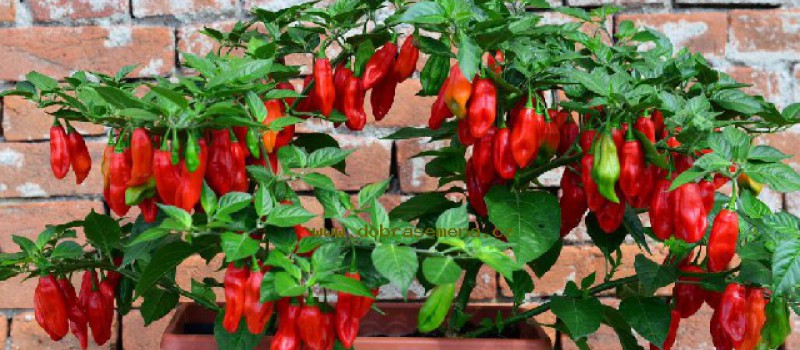 Semínka chilli budeme sbírat v průběhu října