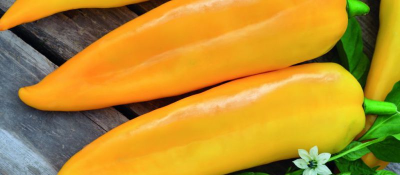 Ochutnávka z našich novinek