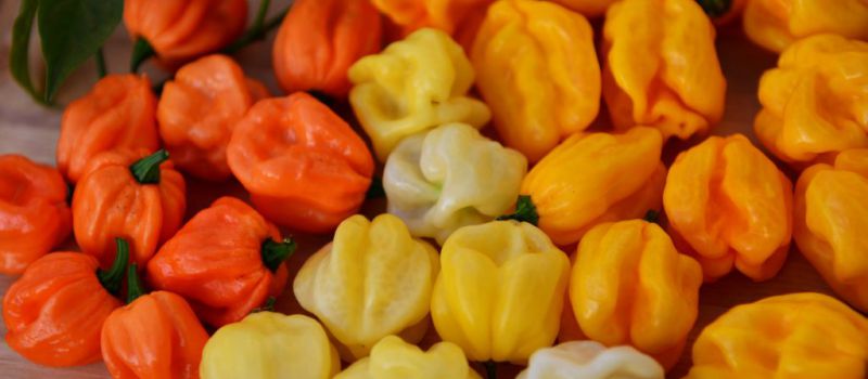 Je čas - semínka chilli a paprik potřebují vyset
