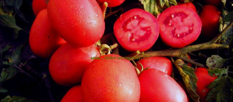 Lycopen - antioxidant z rajčat
