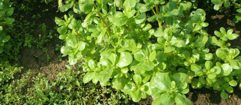 Šrucha zelná (Portulaca oleracea)
