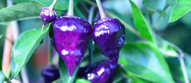 Novinky chilli 2021 – část I.