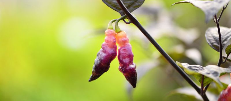 Chilli v plné parádě.