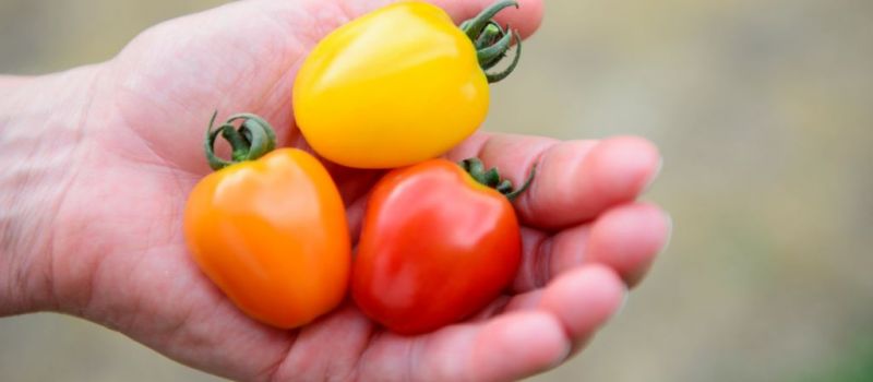 APPLEBERRY - rajčata, která propagaci nepotřebují.